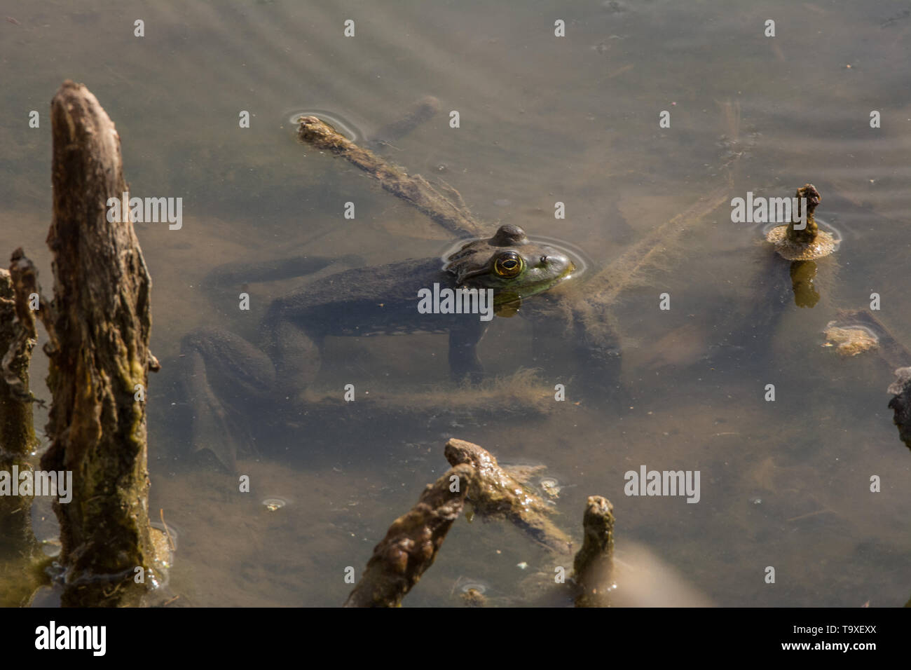 (Lithobates catesbeianus grenouille taureau américain) de Broomfield County, Colorado, USA. Banque D'Images