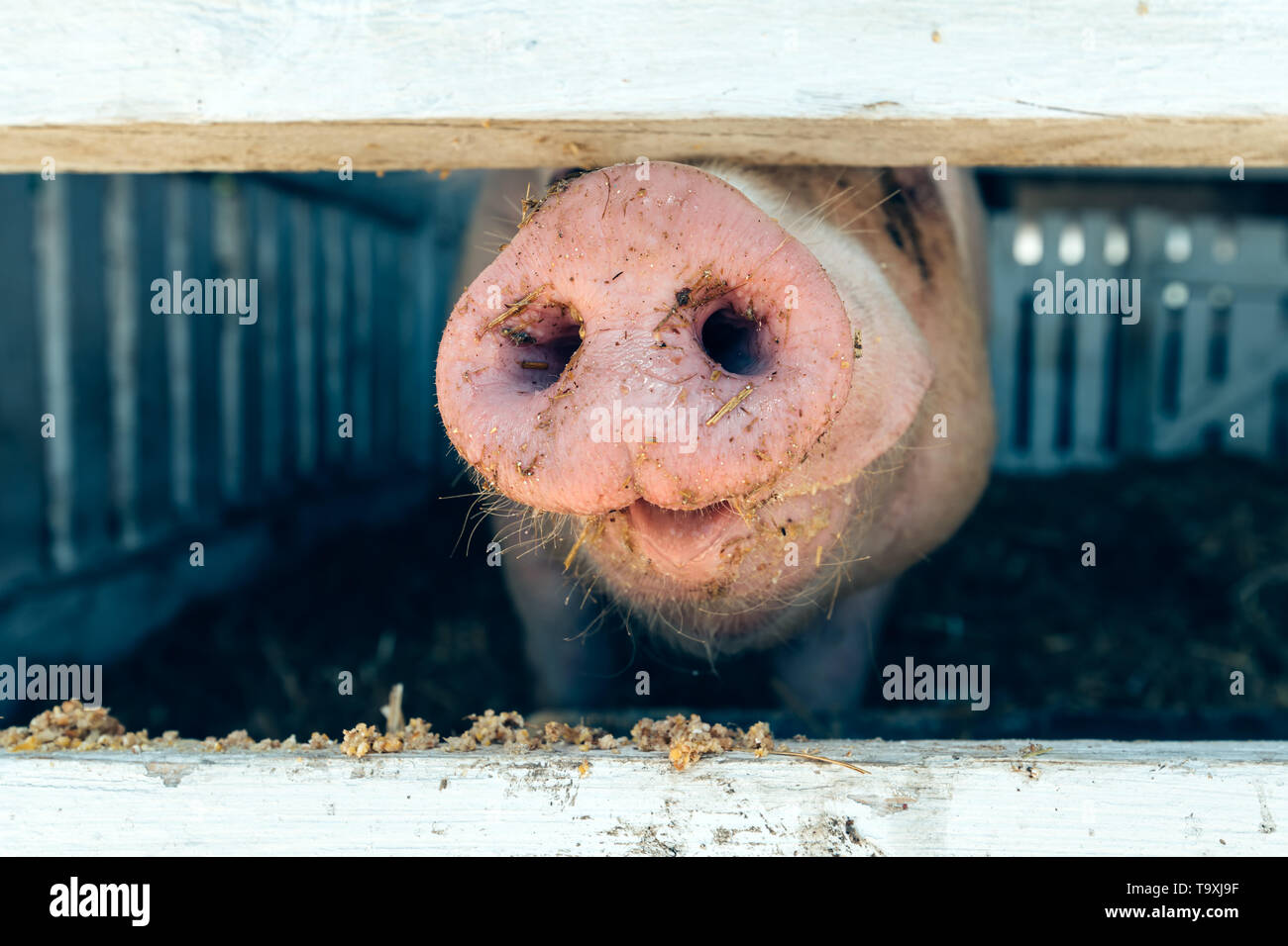 Nez de porc dans la porcherie, Close up. Image drôle d'animal domestique en élevage. Banque D'Images