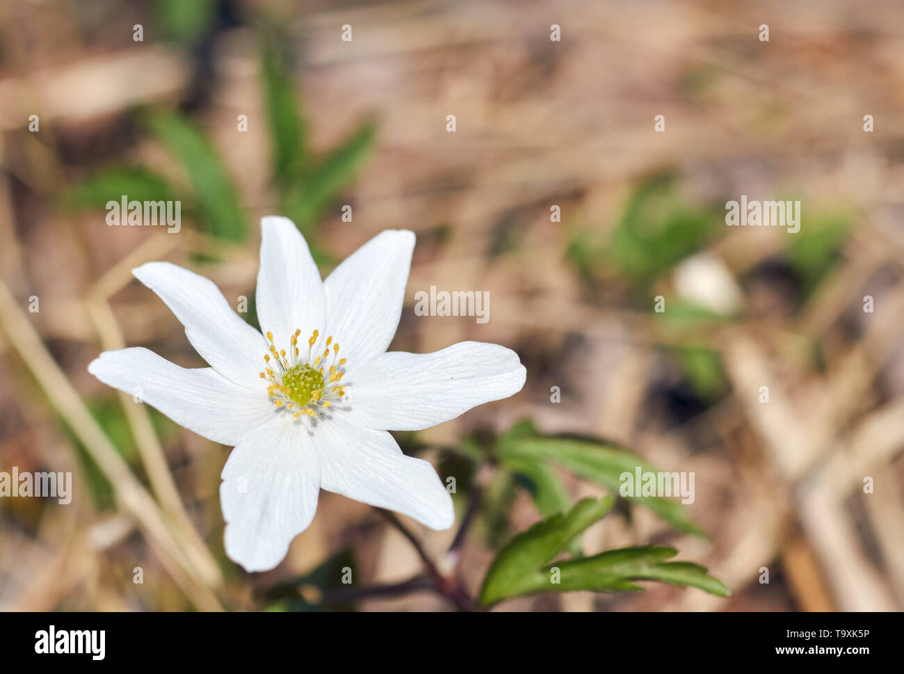 Le jour de la terre les semis. fleurs blanches dans une forêt sauvage. nature environnante. Banque D'Images