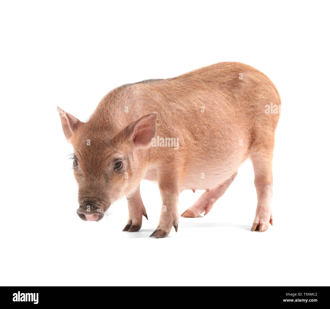Mignon petit cochon sur fond blanc Banque D'Images
