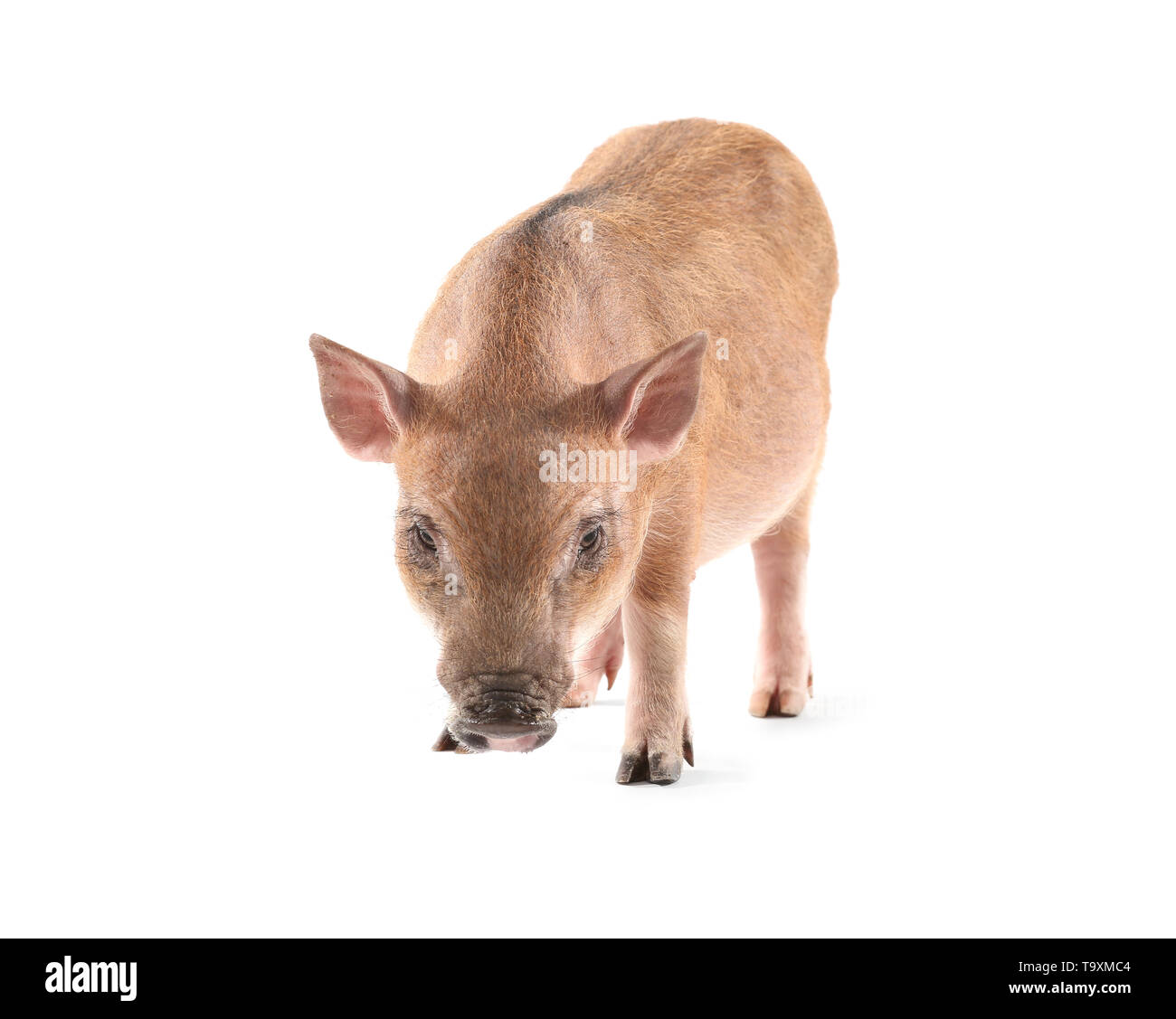 Mignon petit cochon sur fond blanc Banque D'Images