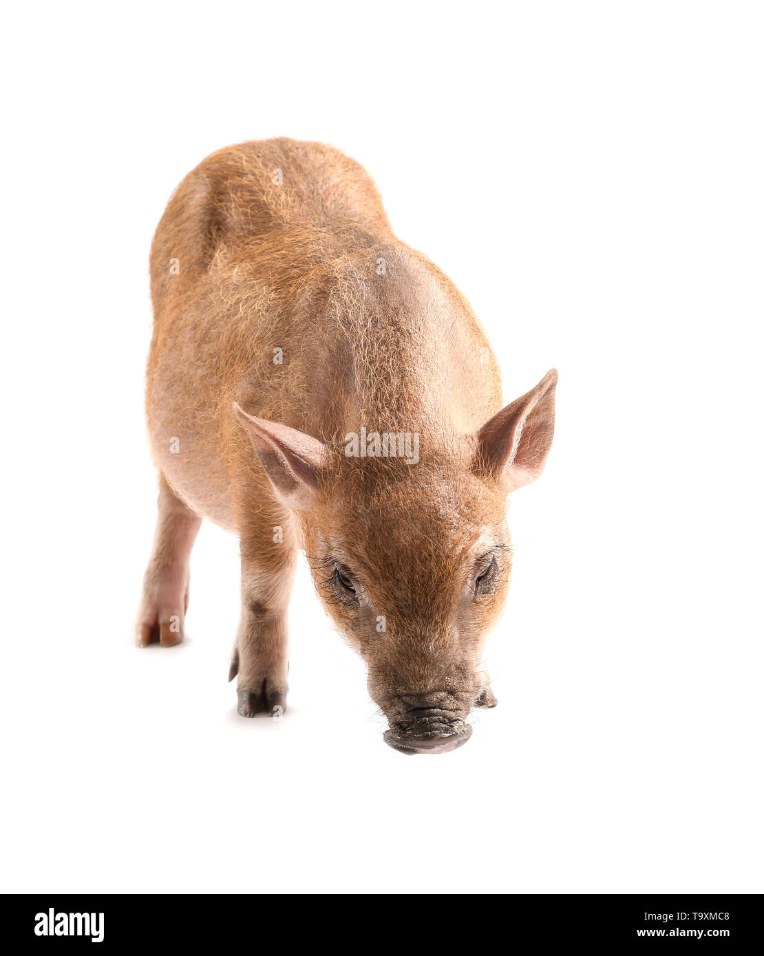 Mignon petit cochon sur fond blanc Banque D'Images