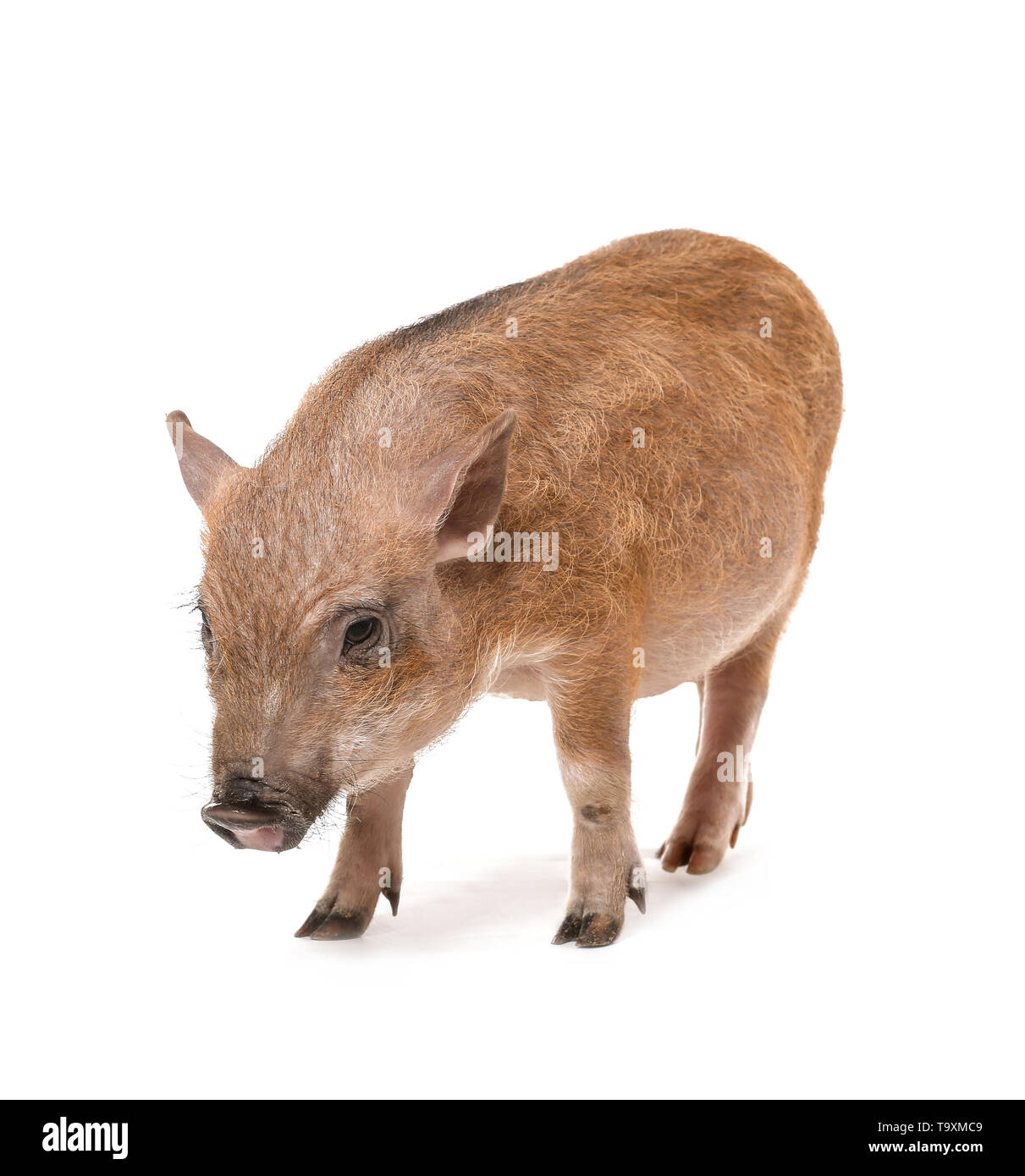 Mignon petit cochon sur fond blanc Banque D'Images