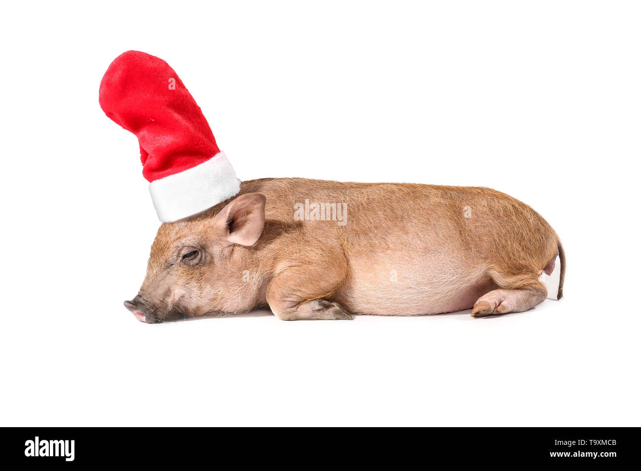 Cute little pig in Santa hat sur fond blanc Banque D'Images