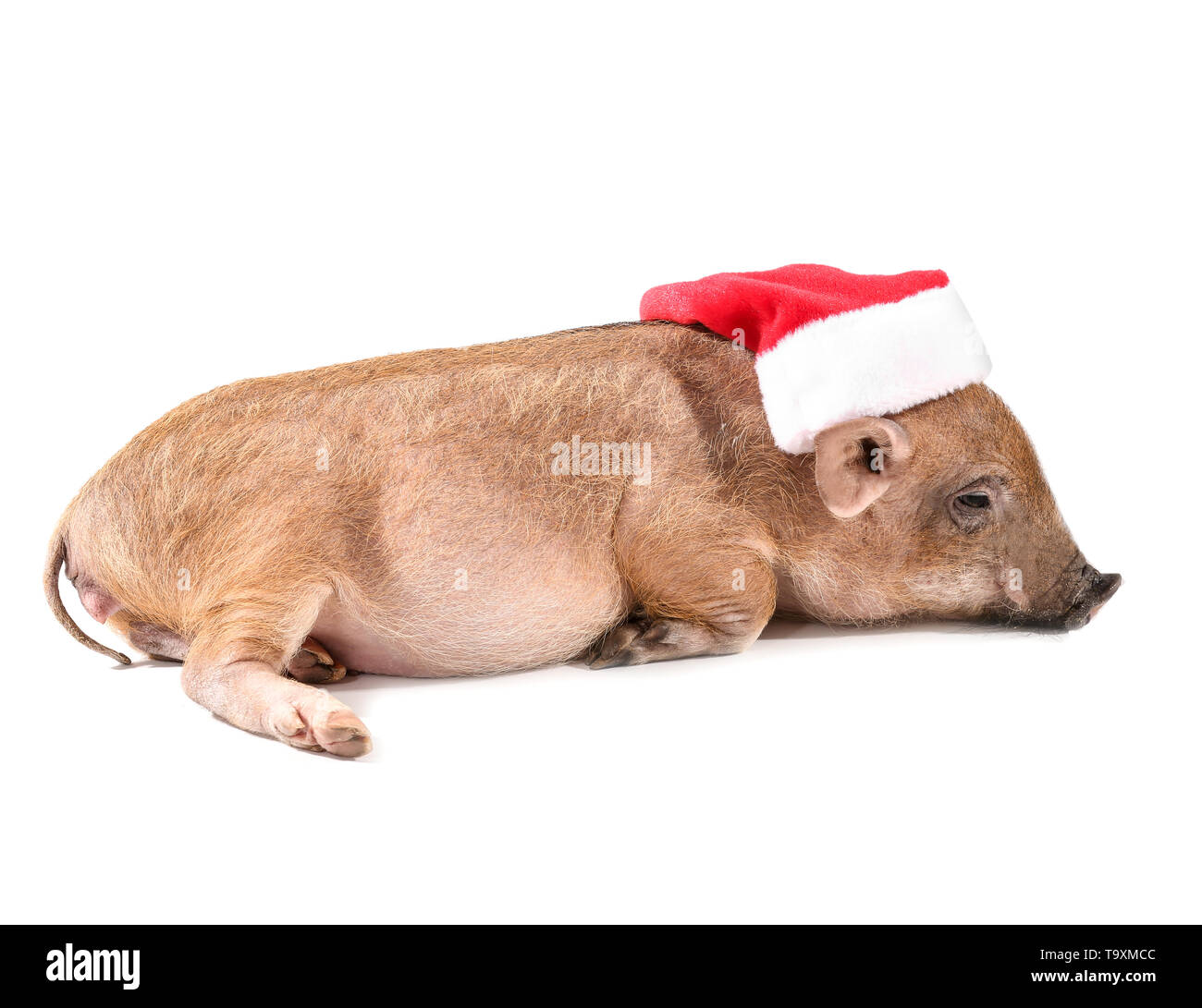 Cute little pig in Santa hat sur fond blanc Banque D'Images