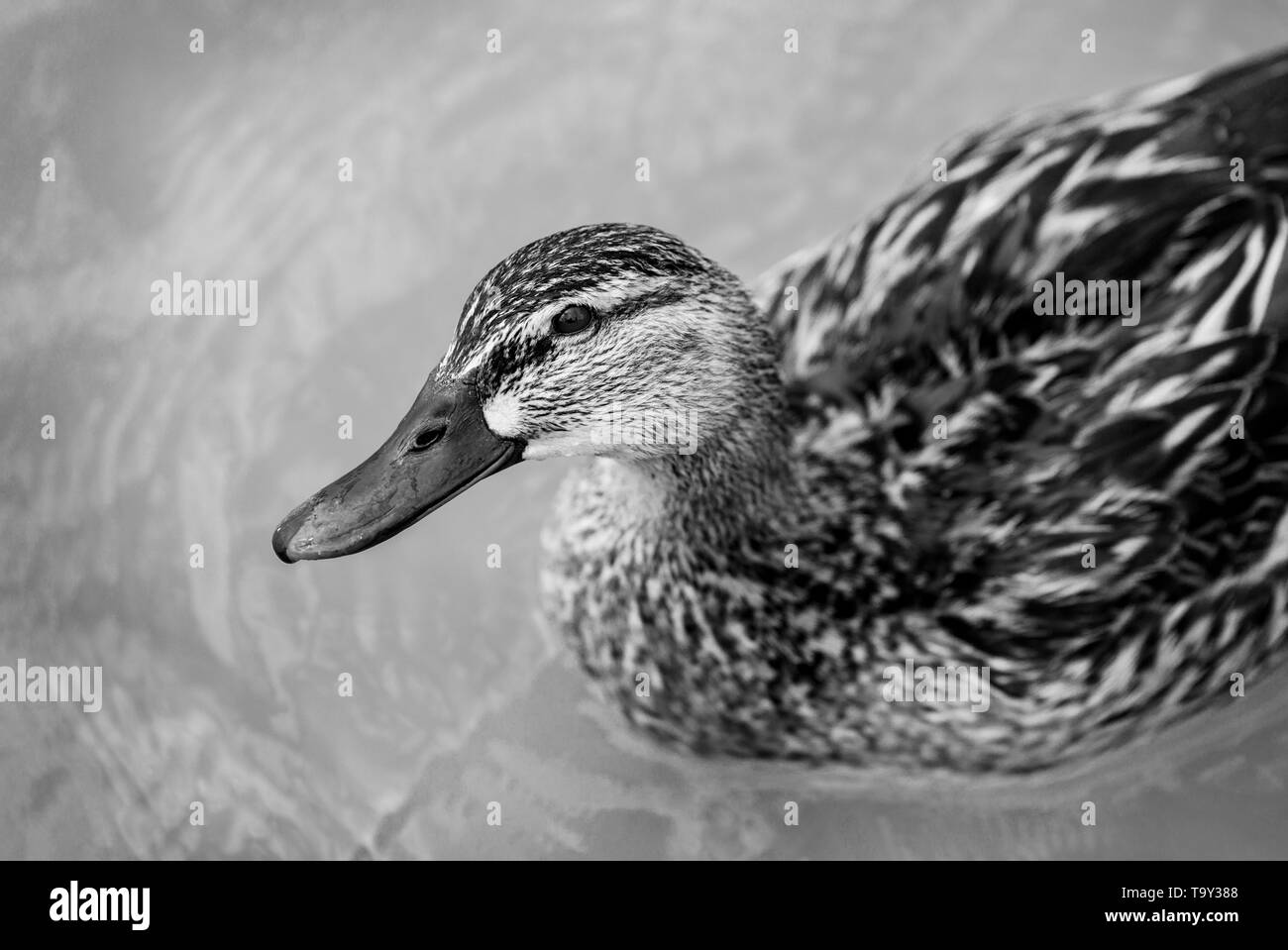 Beau brun canard colvert avec un naturel lac alpin entouré d'herbe dans les Alpes autrichiennes Banque D'Images