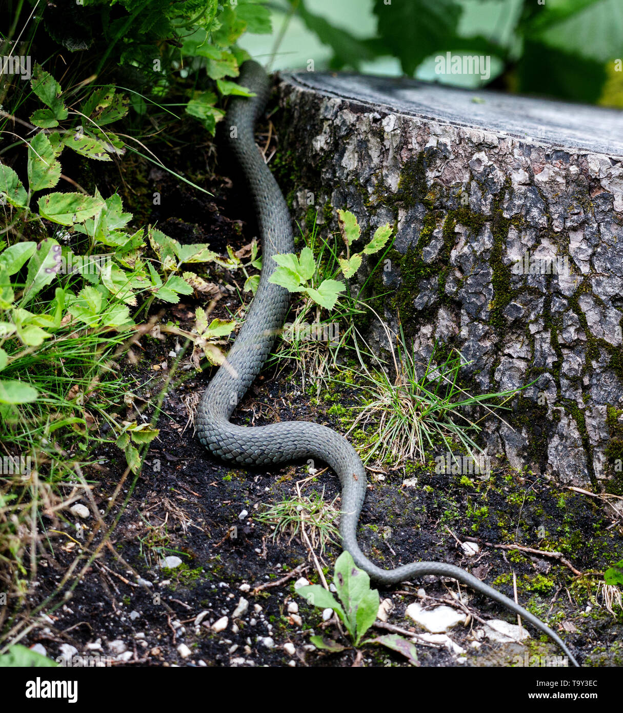 Serpent vert s'échappe de l'appareil photo dans les bois au printemps Banque D'Images