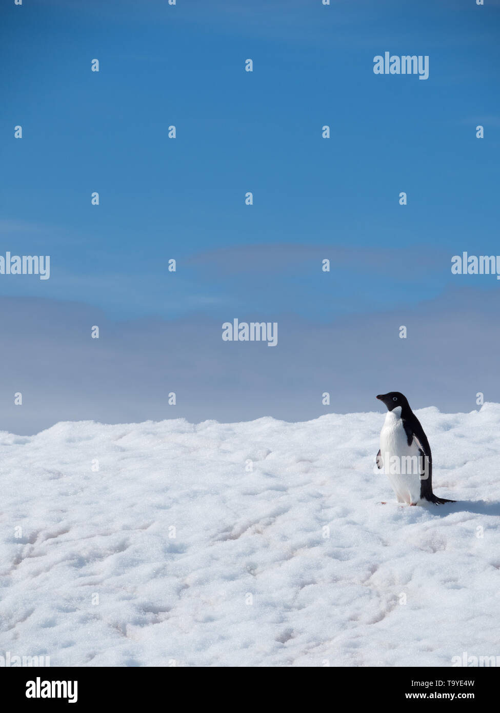 Un seul Adelie penguin, debout sur un iceberg couvert de neige flottant dans l'océan Atlantique Sud avec ciel bleu et nuages gris ci-dessus. Banque D'Images