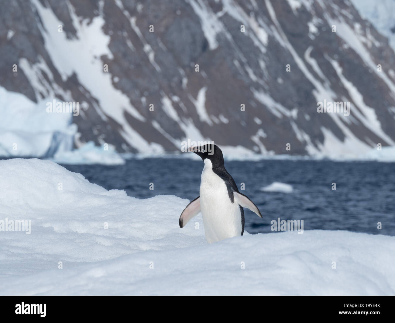 Un seul Adelie penguin, debout sur un iceberg couvert de neige flottant dans l'océan Atlantique Sud avec l'eau et bleu acier saccadée un harfang moun Banque D'Images