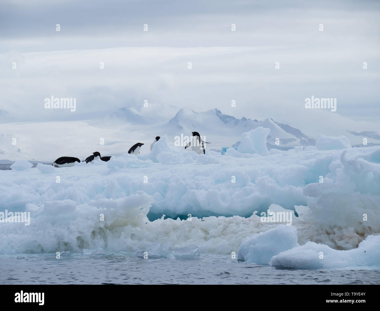 Adelie pingouins sur un iceberg flottant près d'Antarctique dans l'Océan Atlantique sud. Banque D'Images