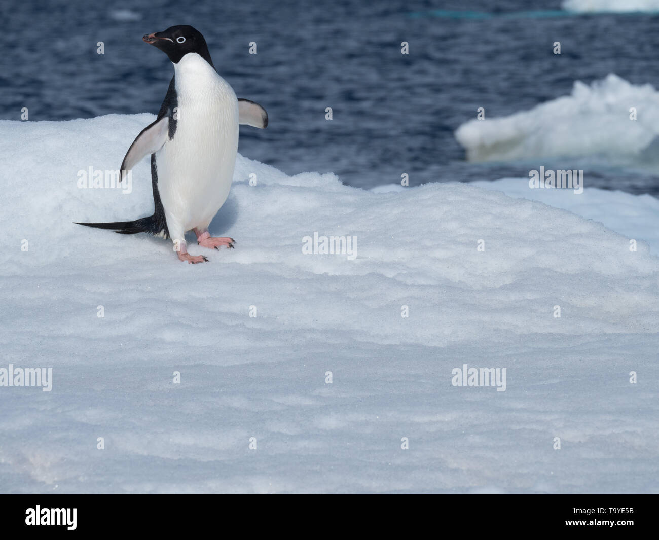 Un seul Adelie penguin, debout sur un iceberg couvert de neige flottant dans l'océan Atlantique Sud avec l'acier bleu de l'eau dans l'arrière-plan. Banque D'Images