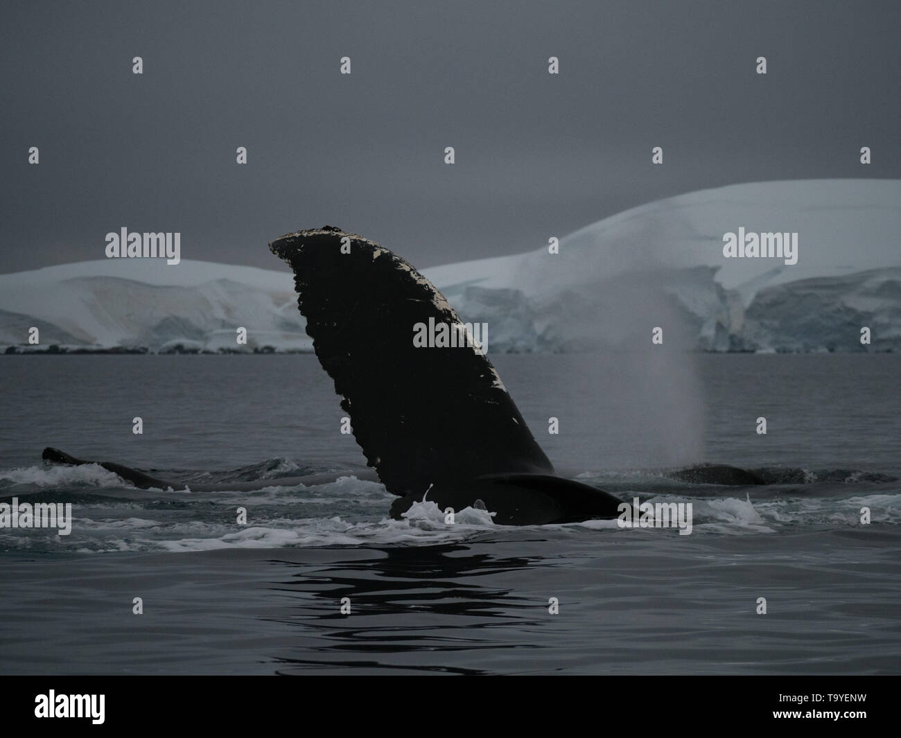 De près de l'aileron noir avec blanc cicatrices sur une baleine à bosse dans la baie Wilhelmina dans l'océan du sud de l'Antarctique. Banque D'Images