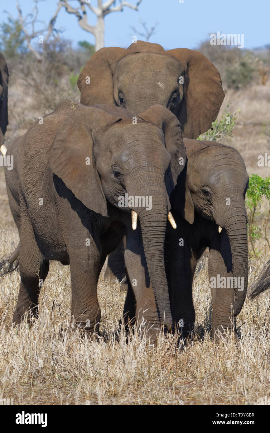 Bush de l'Afrique de l'éléphant (Loxodonta africana), éléphanteaux avec elephant vache, marcher sur l'herbe sèche, Kruger National Park, Afrique du Sud, l'Afrique Banque D'Images
