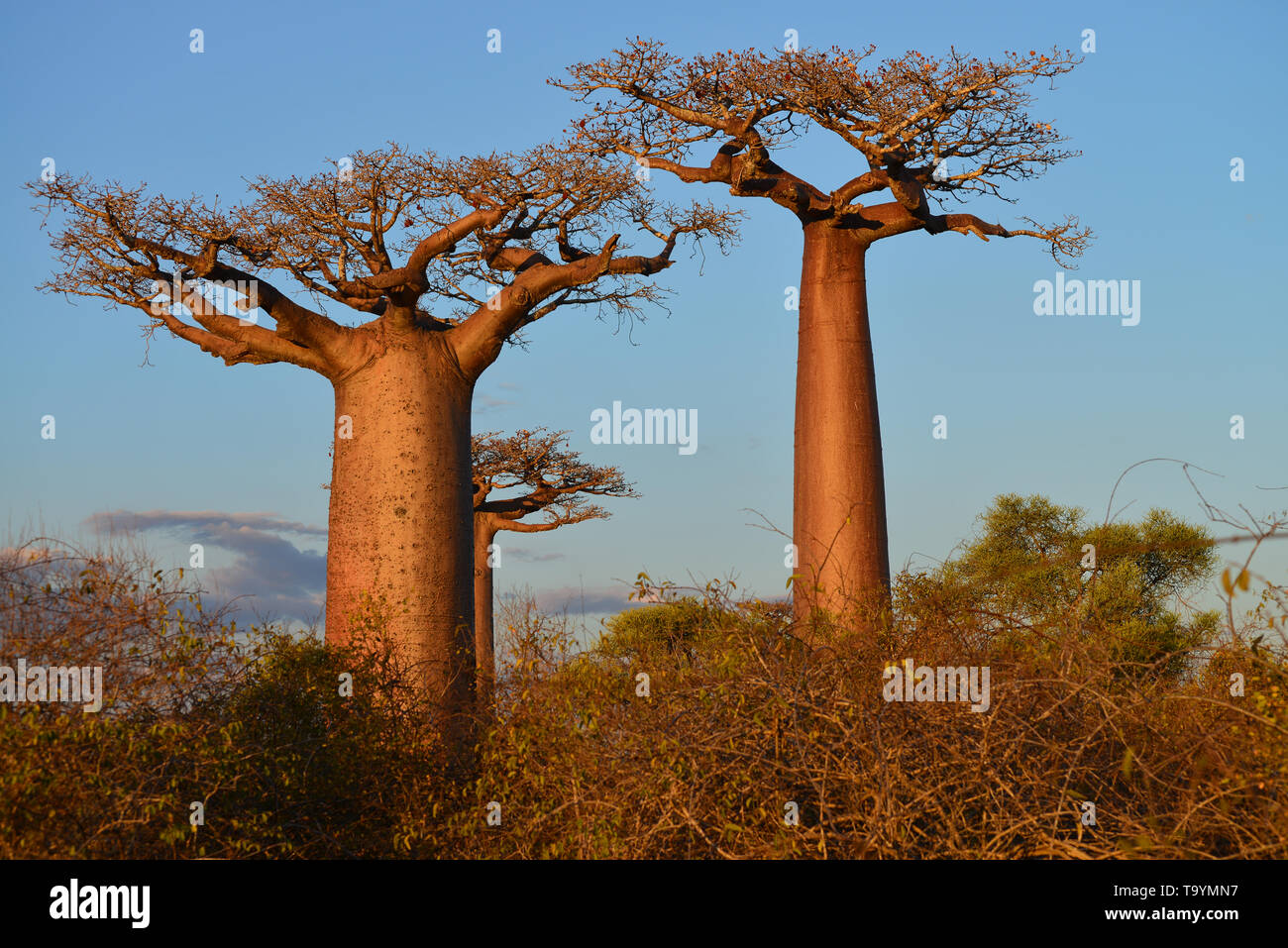 Deux grands baobabs (Adansonia grandidieri) près de Belo sur Mer, Morondava, Madagascar Banque D'Images