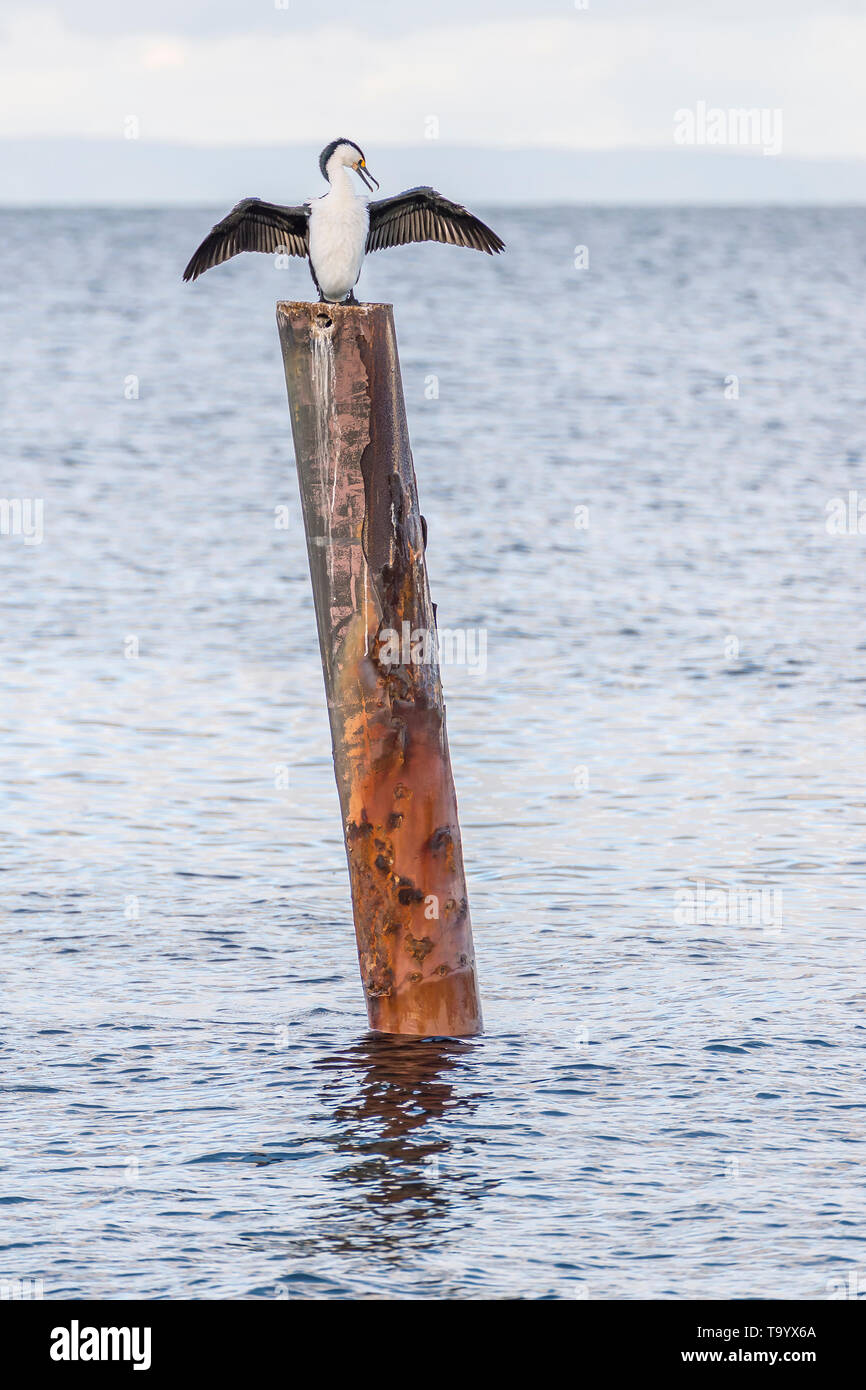 Un grand cormoran avec ailes ouvertes sur un poteau en bois dans la mer, Kingscote, Kangaroo Island, Australie du Sud Banque D'Images