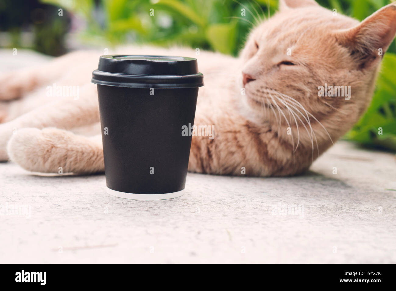 Un chat tabby orange est en train de dormir à côté d'un papier noir tasse à café. Place pour votre texte ou logo sur CUPS. Banque D'Images