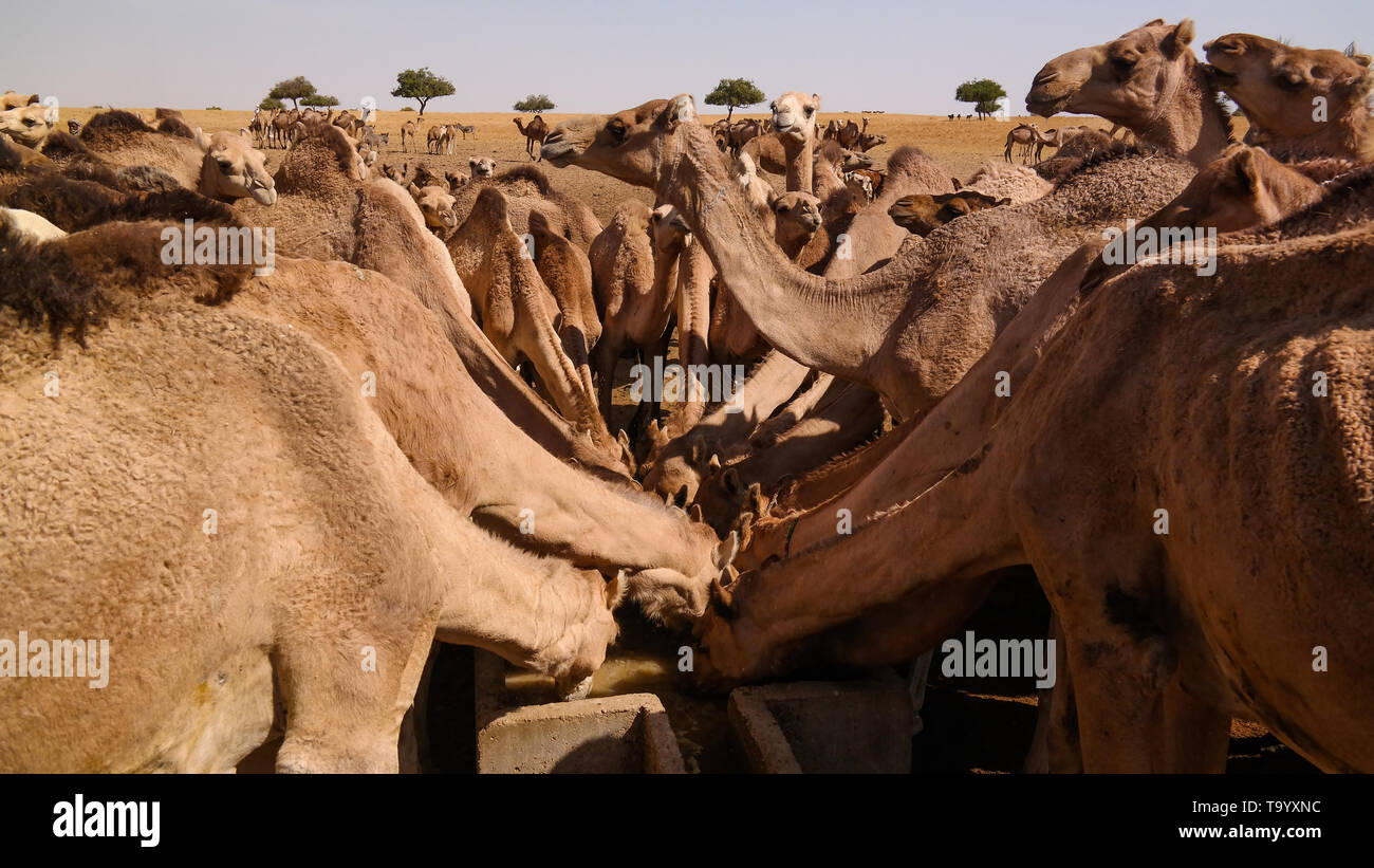 Portrait de boire les chameaux au désert et dans Djibriga , Barh-El-Gazal, Tchad Banque D'Images