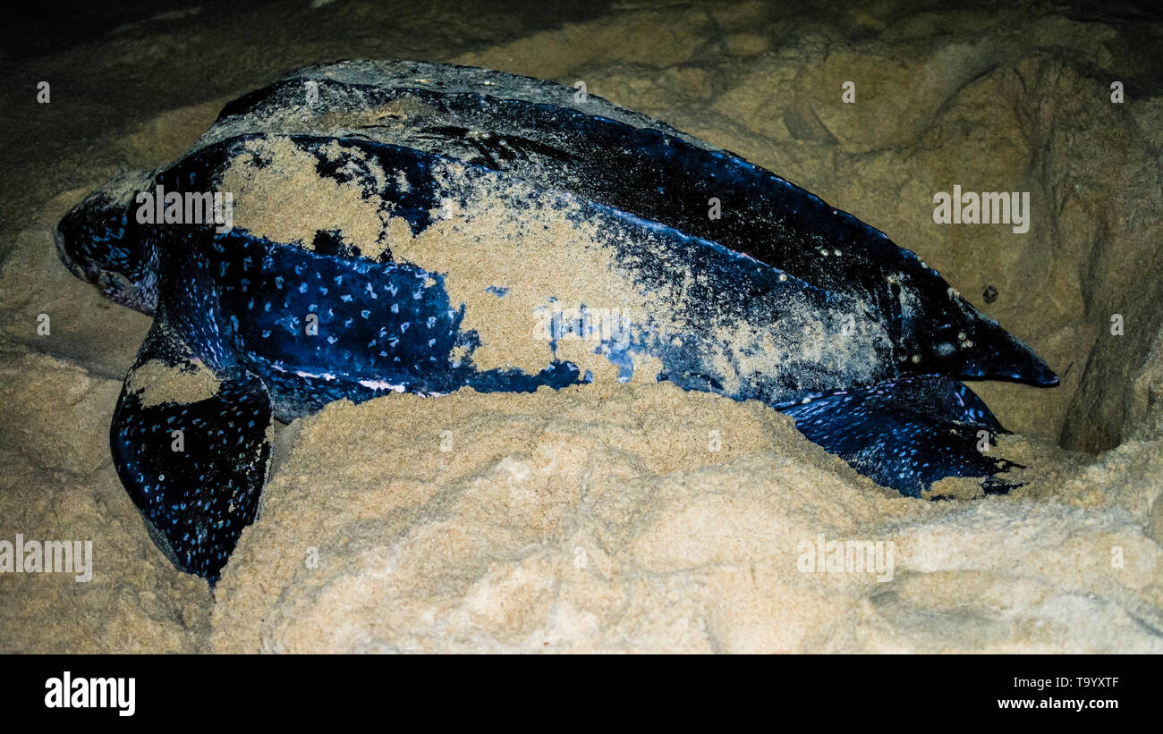 Portrait de nuit de la tortue luth Dermochelys coriacea Leatherback aka ou sur la côte pour la ponte en processus de Galibi, le Surinam Banque D'Images