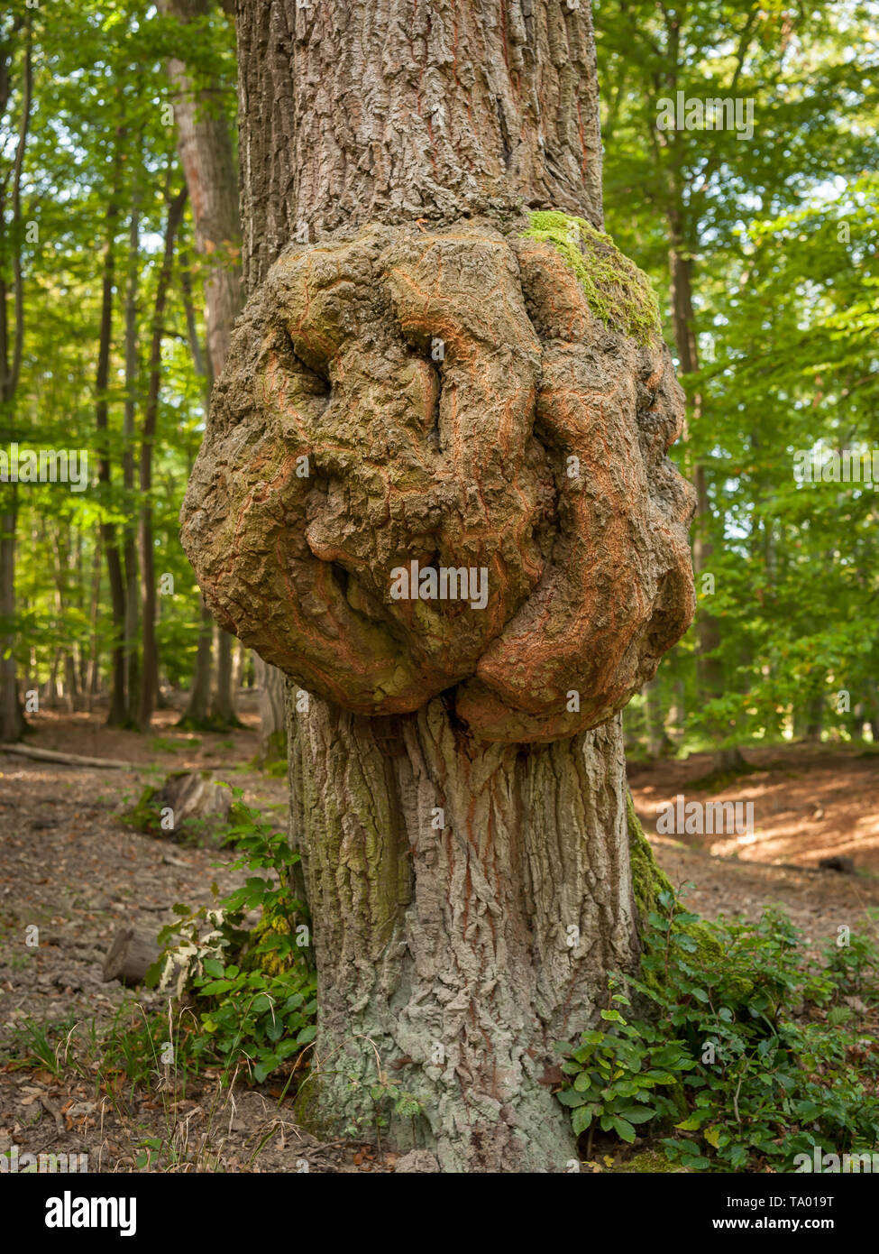 Tronc d'arbre avec un ulcère dans une forêt de feuillus au printemps (Vienne, Autriche) Banque D'Images