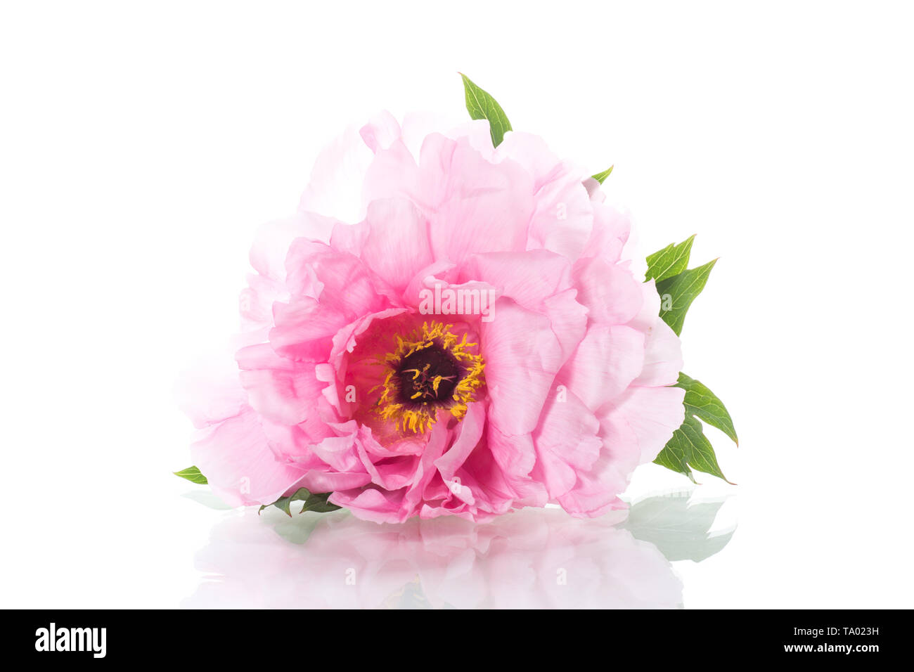 Fleur de pivoine rose ,Paeonia suffruticosa, isolated on white Banque D'Images
