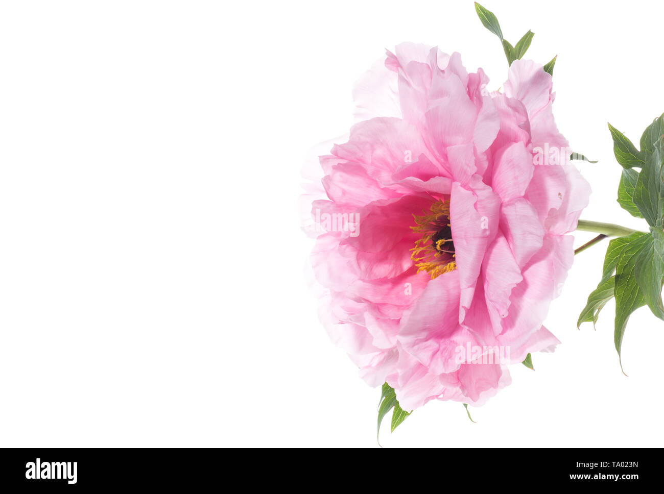 Fleur de pivoine rose ,Paeonia suffruticosa, isolated on white Banque D'Images