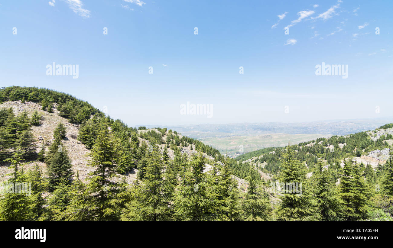 Shouf cedar forest, réserve de biosphère, Barouk Liban Banque D'Images