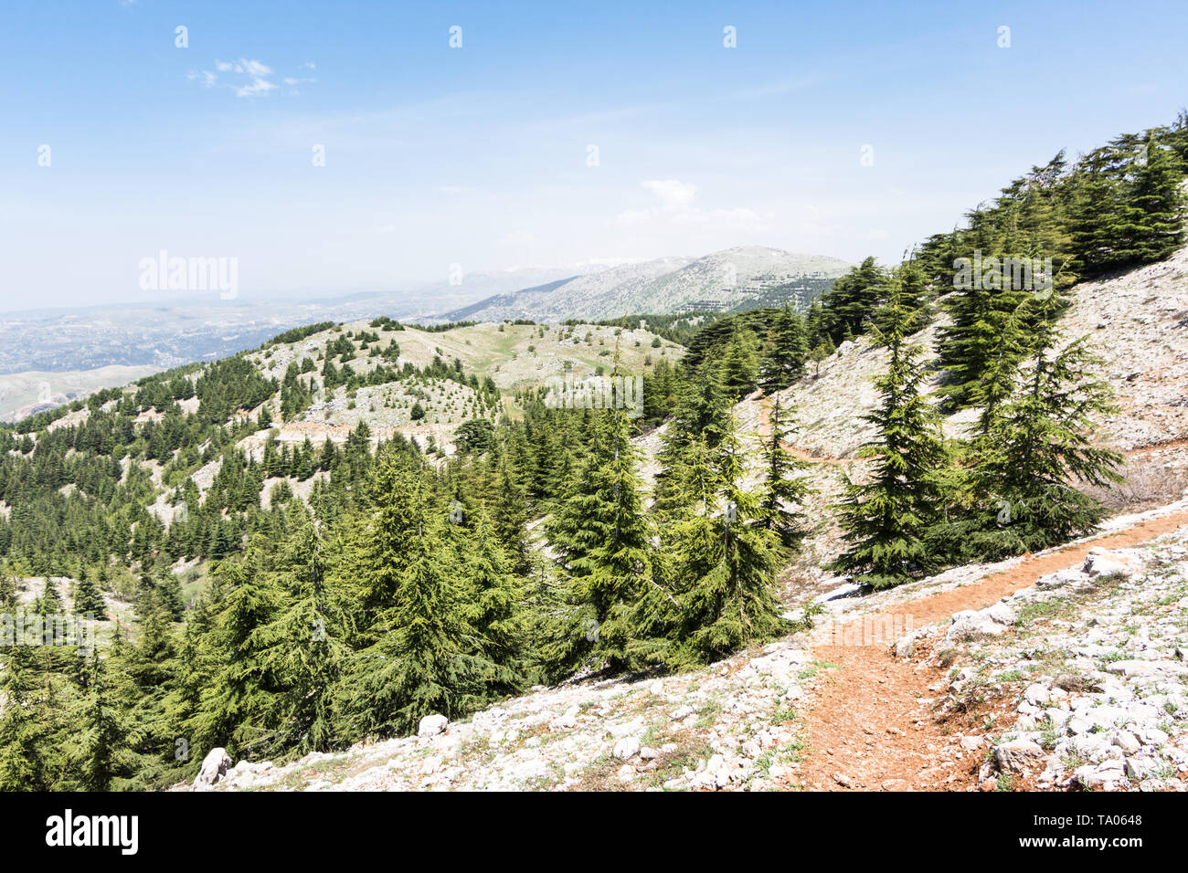 Shouf cedar forest, réserve de biosphère, Barouk Liban Banque D'Images
