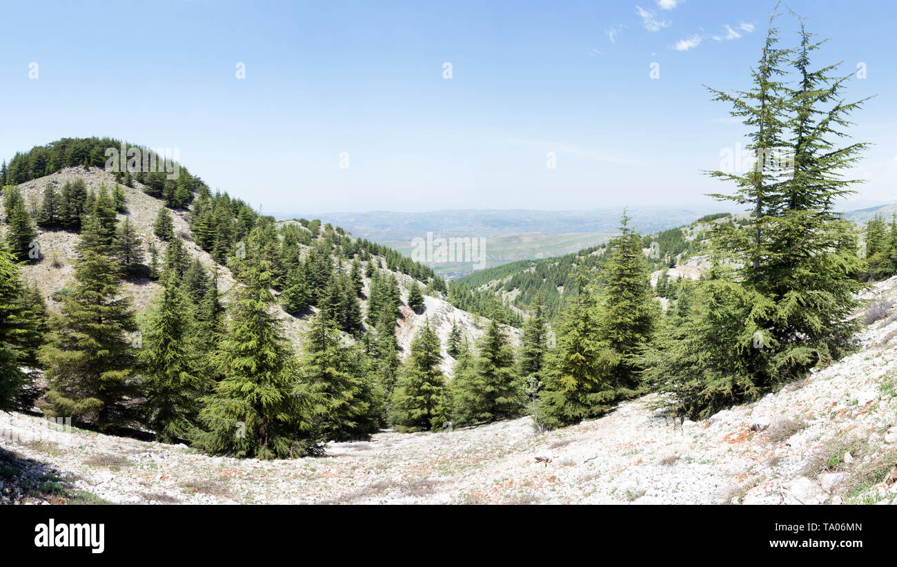 Shouf cedar forest, réserve de biosphère, Barouk Liban Banque D'Images