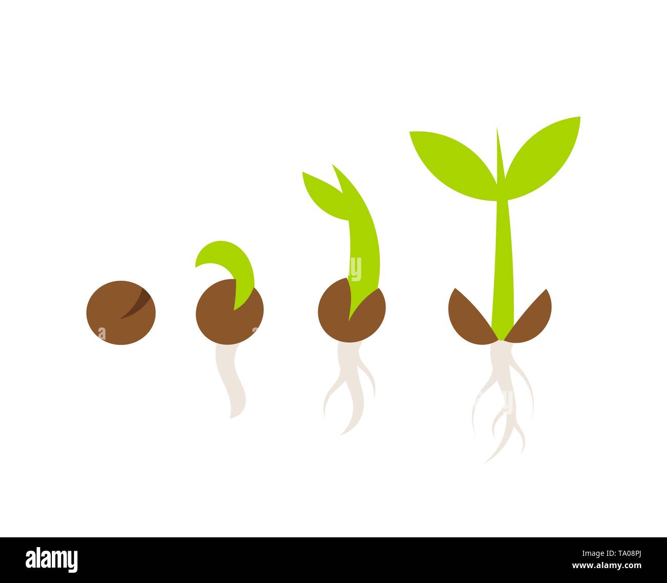 La germination des semences de plantes étapes. Vector illustration ...