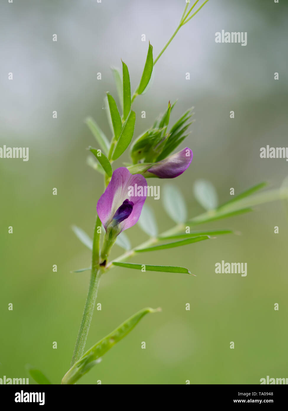 Vesce commune détail fleur, un arrière-plan. Fleurs sauvages au printemps. Vicia sativa. Banque D'Images