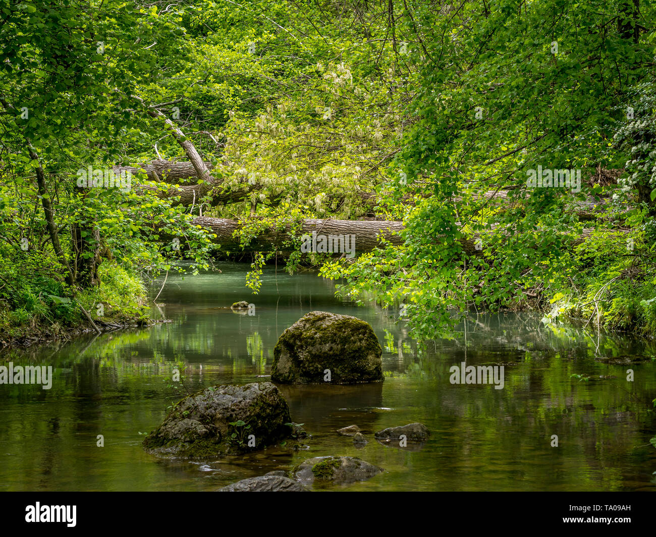 Fond du ruisseau naturel générique magnifique, avec des arbres tombés dans l'ensemble et les roches. Cadre paisible et idyllique. Peu de végétation. Banque D'Images