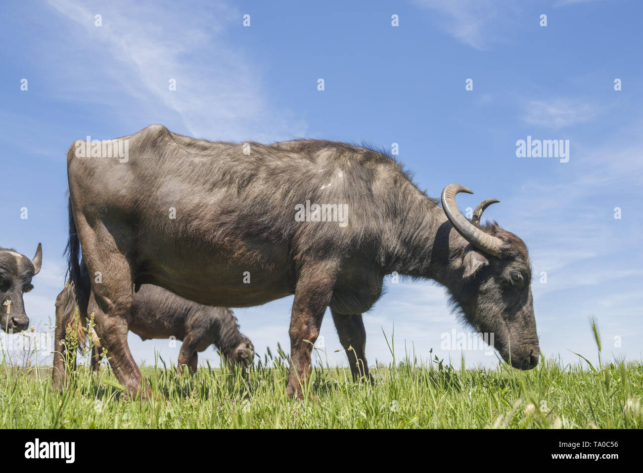 Le troupeau de buffles d'eau 7 a été libéré le Ermakov Île dans le delta du Danube de l'Ukraine. Les animaux ont été amenés de Transcarpatie par "Rewilding Banque D'Images