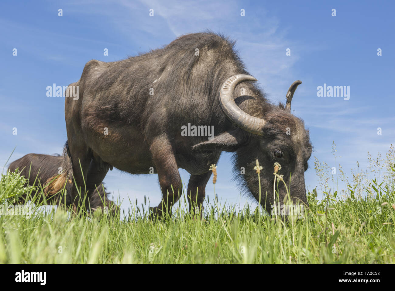 Le troupeau de buffles d'eau 7 a été libéré le Ermakov Île dans le delta du Danube de l'Ukraine. Les animaux ont été amenés de Transcarpatie par "Rewilding Banque D'Images