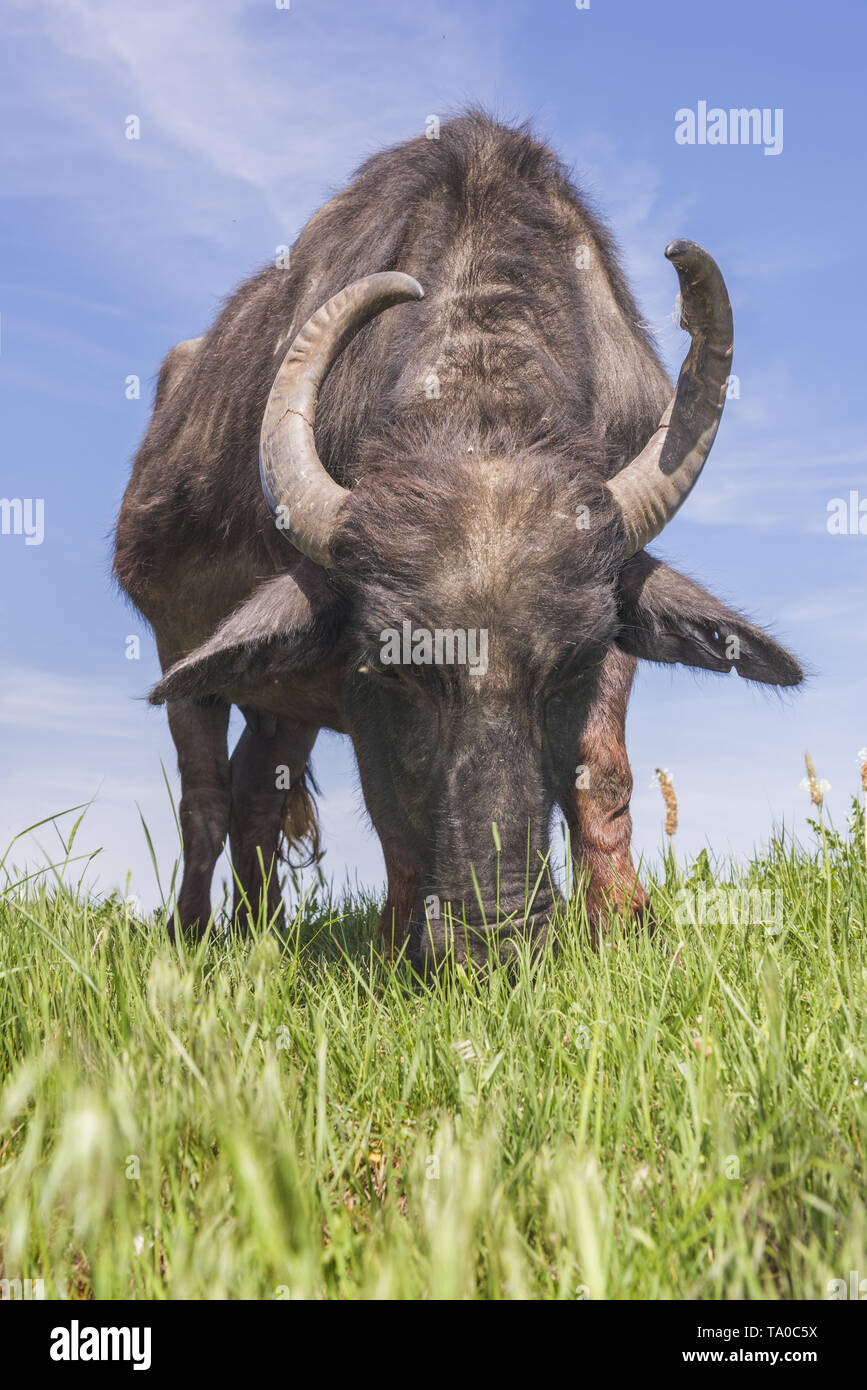 Le troupeau de buffles d'eau 7 a été libéré le Ermakov Île dans le delta du Danube de l'Ukraine. Les animaux ont été amenés de Transcarpatie par "Rewilding Banque D'Images