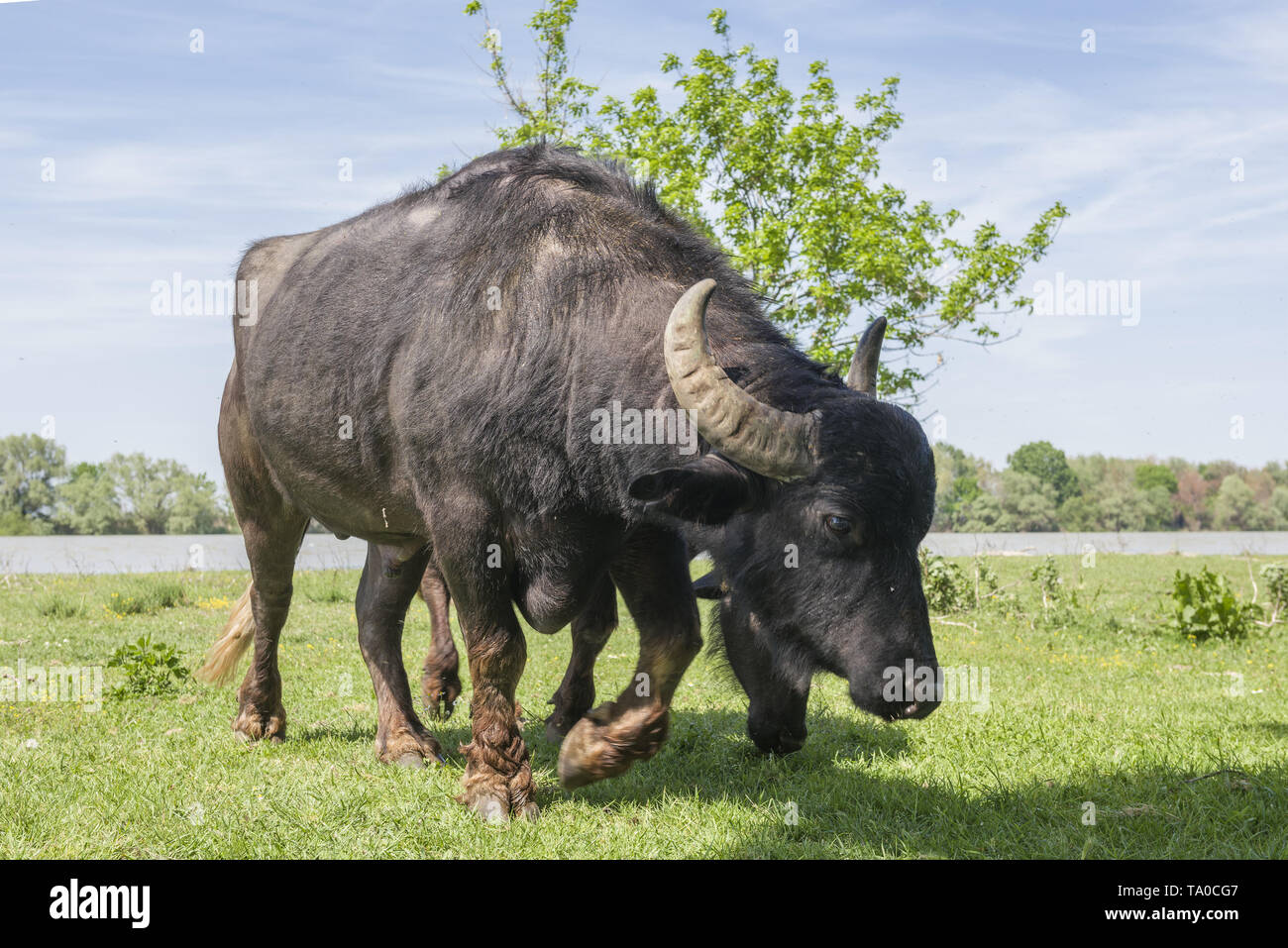 Le troupeau de buffles d'eau 7 a été libéré le Ermakov Île dans le delta du Danube de l'Ukraine. Les animaux ont été amenés de Transcarpatie par "Rewilding Banque D'Images