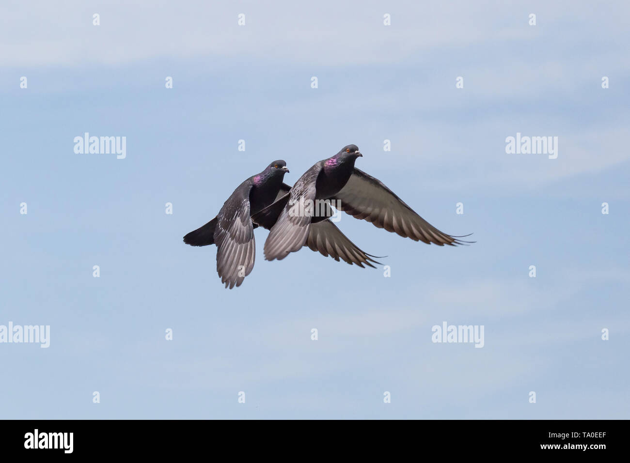 Deux colombes voler près de l'autre dans un ciel bleu Banque D'Images