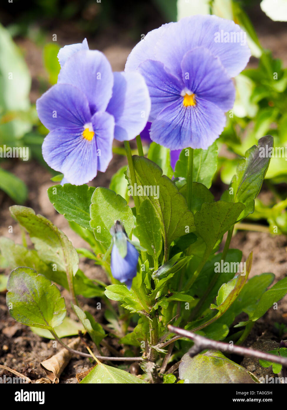 Pansy Violet flower, close-up de la Viola tricolor dans le jardin au printemps Banque D'Images