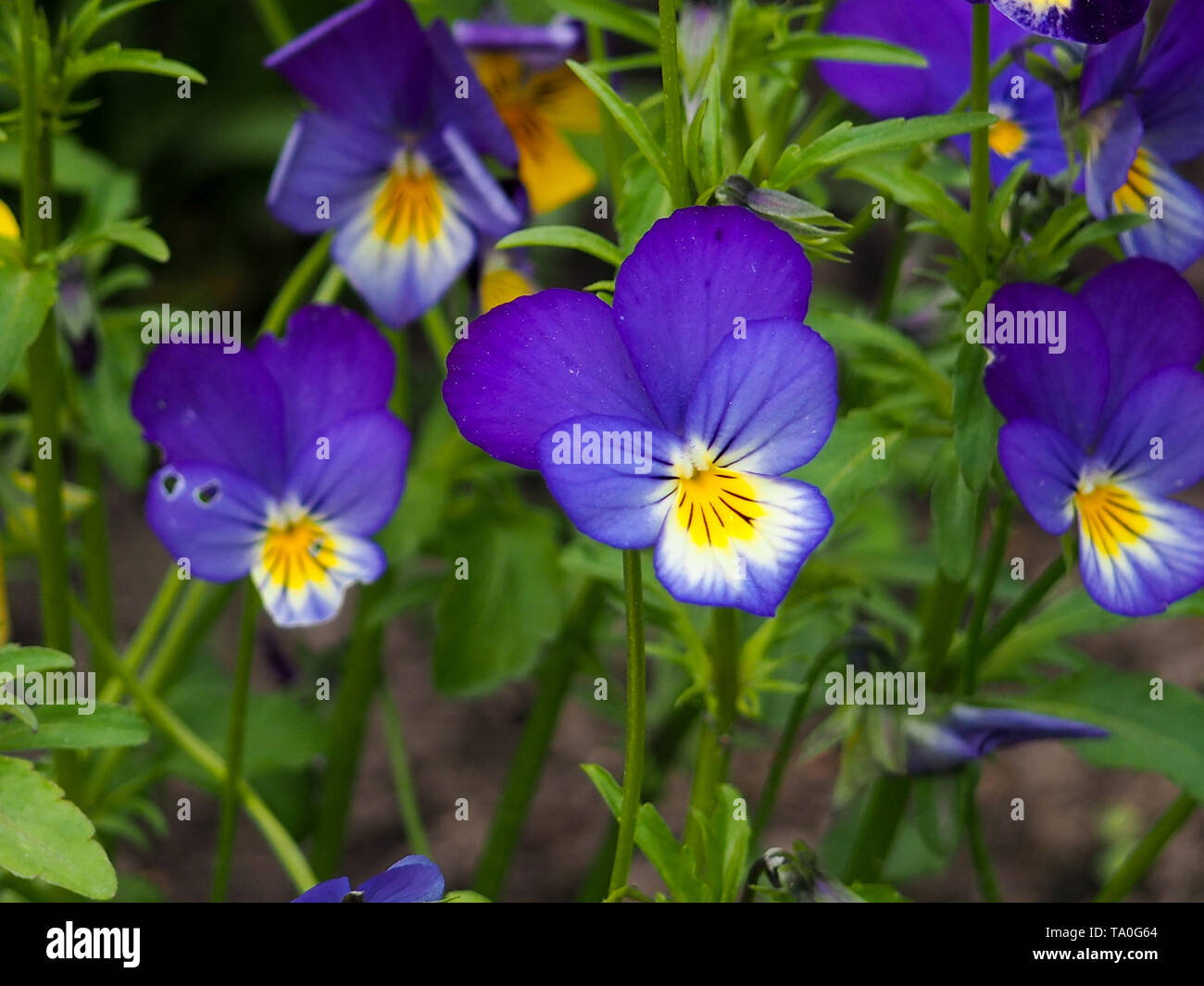 Pansy Violet flower, close-up de la Viola tricolor dans le jardin au printemps Banque D'Images