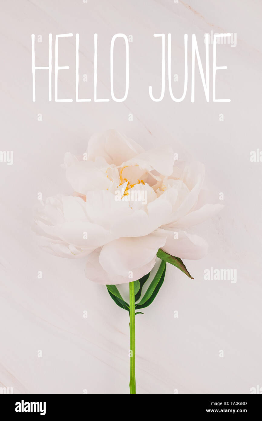 Belle Fleur De Pivoine Rose En Fleurs Sur Fond De Marbre Avec Juin Bonjour Message Texte Pour Carte Postale Ou Des Filets Sociaux Faire Part De Mariage Et De Fete Photo Stock