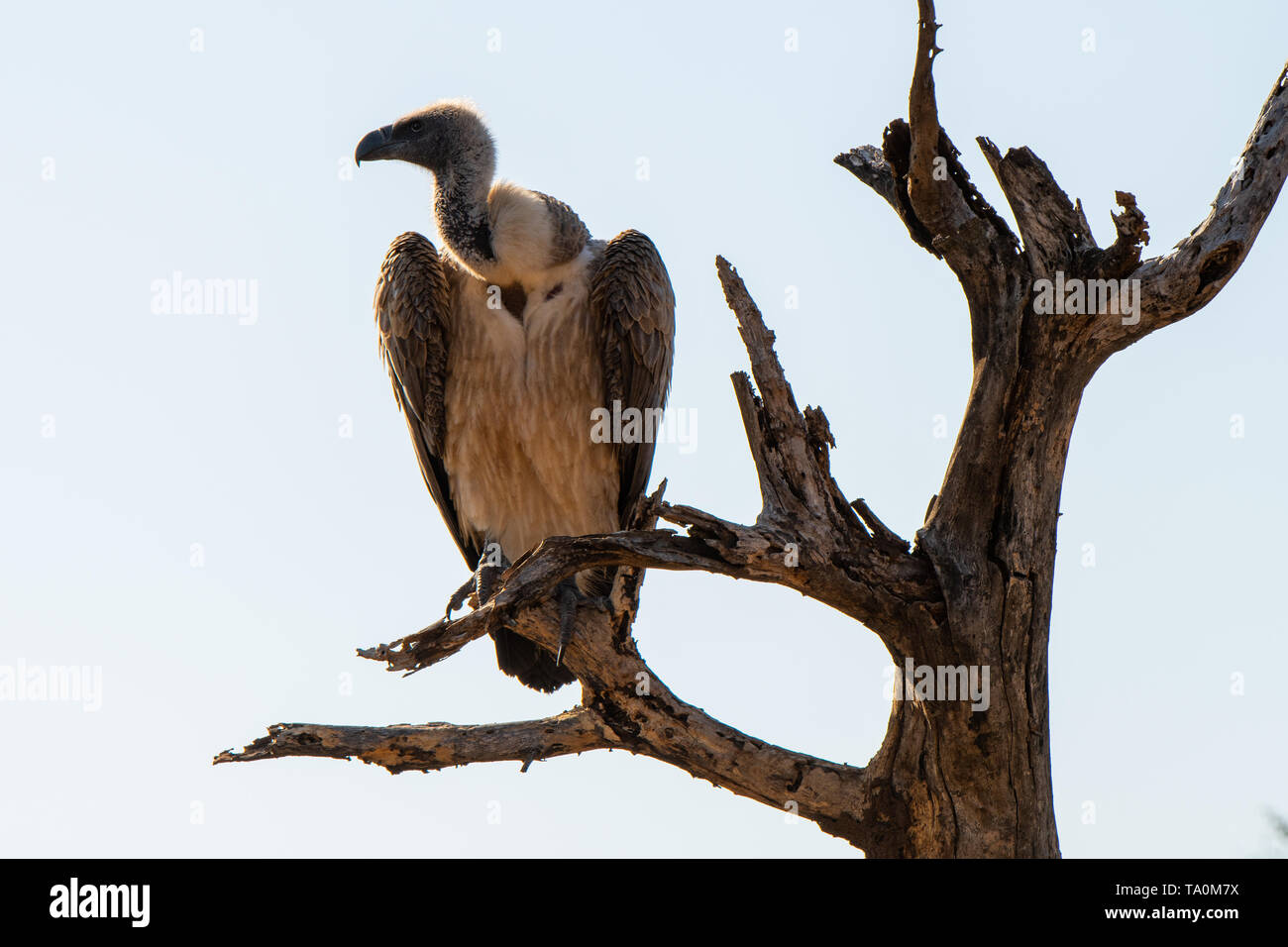 Un vautour assis sur la branche d'un arbre mort, iMfolozi, Afrique du Sud. Banque D'Images