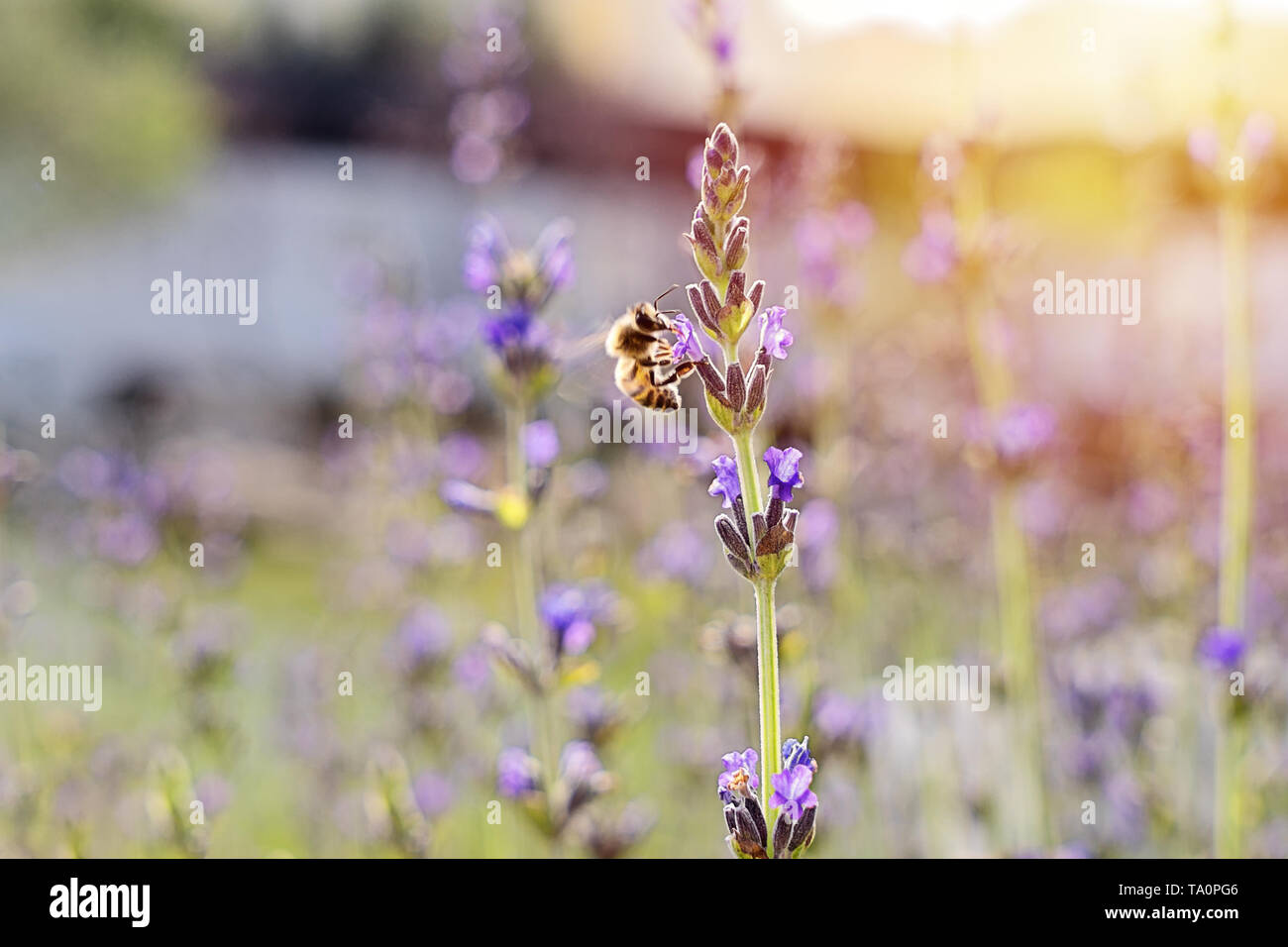 Vue rapprochée de la floraison des fleurs de lavande contre coucher de soleil et peu de nectar d'abeille Banque D'Images