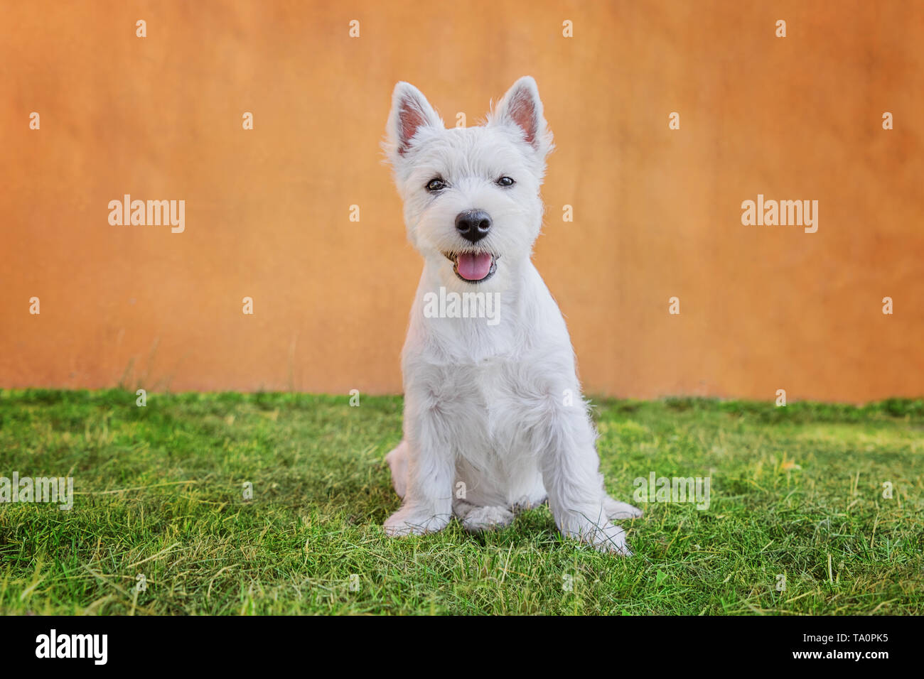 Portrait de sitting in grass chiot mignon de West Highland White Terrier contre mur couleur Banque D'Images