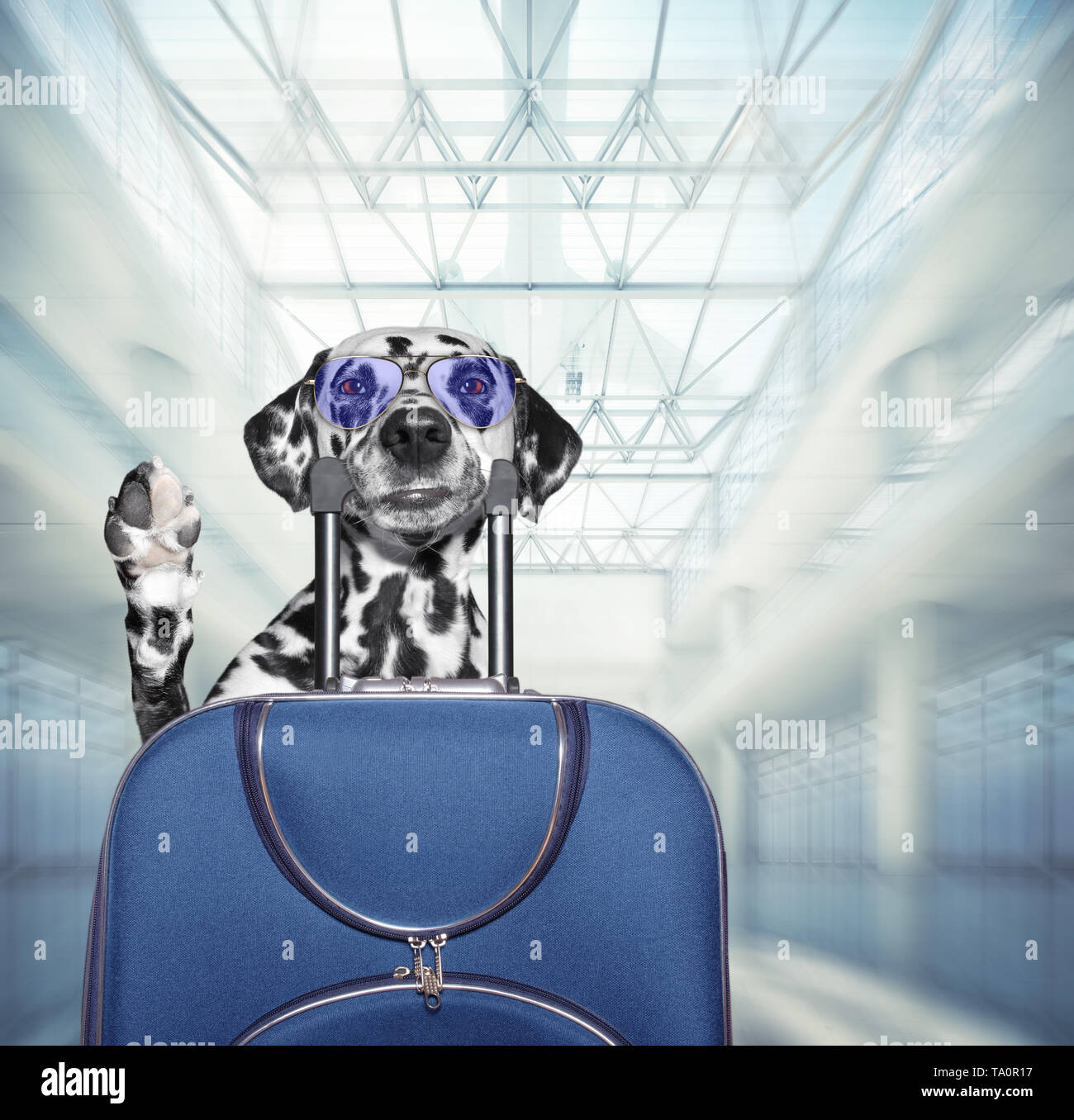 Chien dalmatien attend à l'aéroport avec valise bleue Banque D'Images