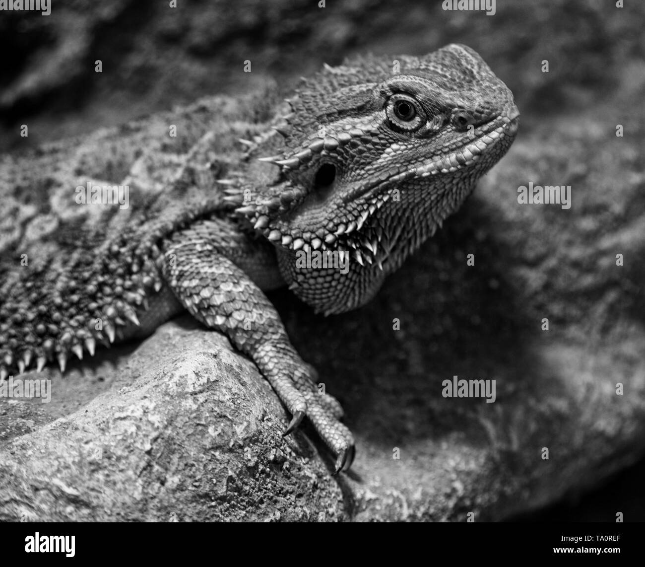 Lizard en noir et blanc Banque D'Images