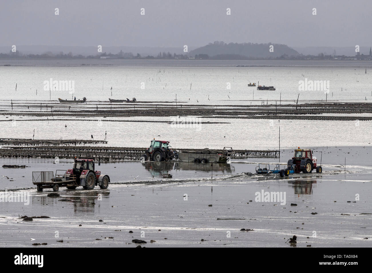 Cancale (Bretagne, nord-ouest de la France) : les parcs à huîtres. Mont-Dol en arrière-plan *** *** légende locale Banque D'Images