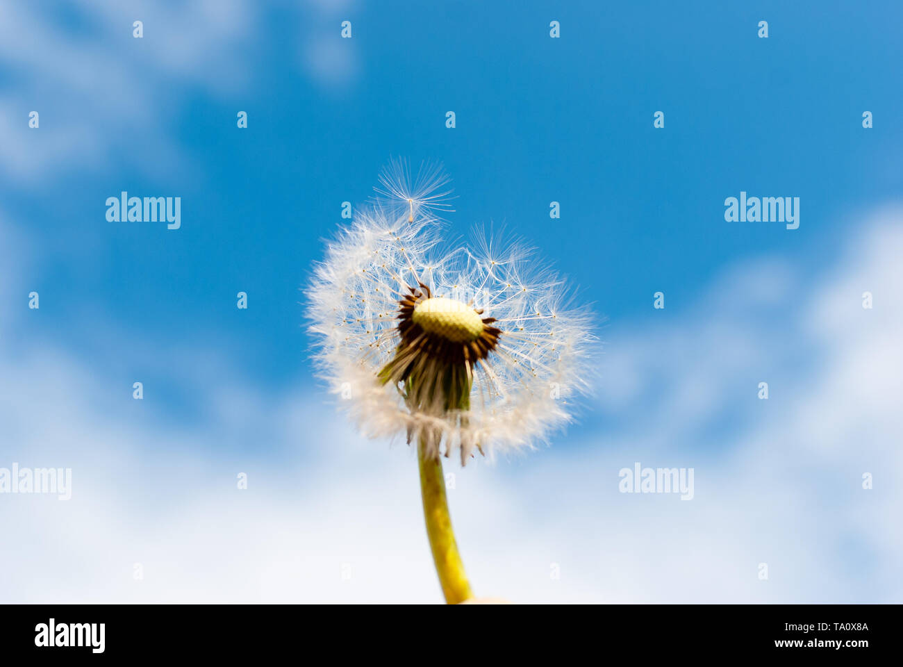 Close up of a dandelion blow ball devant le bleu ciel nuageux en été Banque D'Images