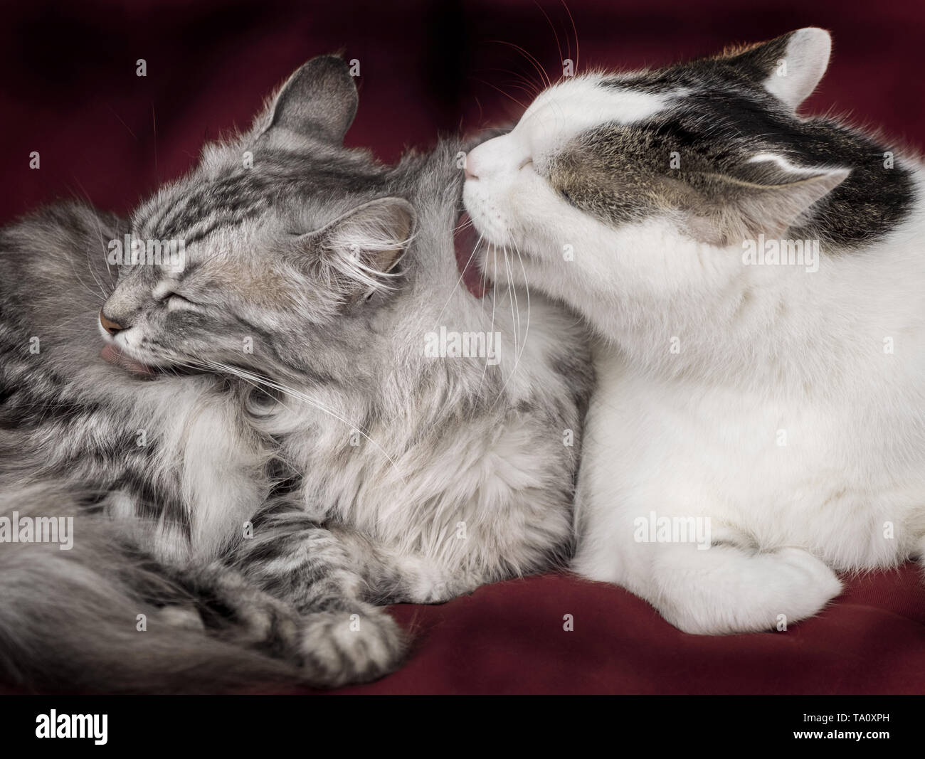Deux chats toilettage paire sur canapé rouge Banque D'Images