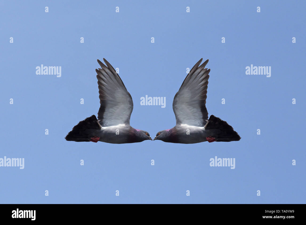 Deux pigeons tête à tête dans un ciel bleu Banque D'Images
