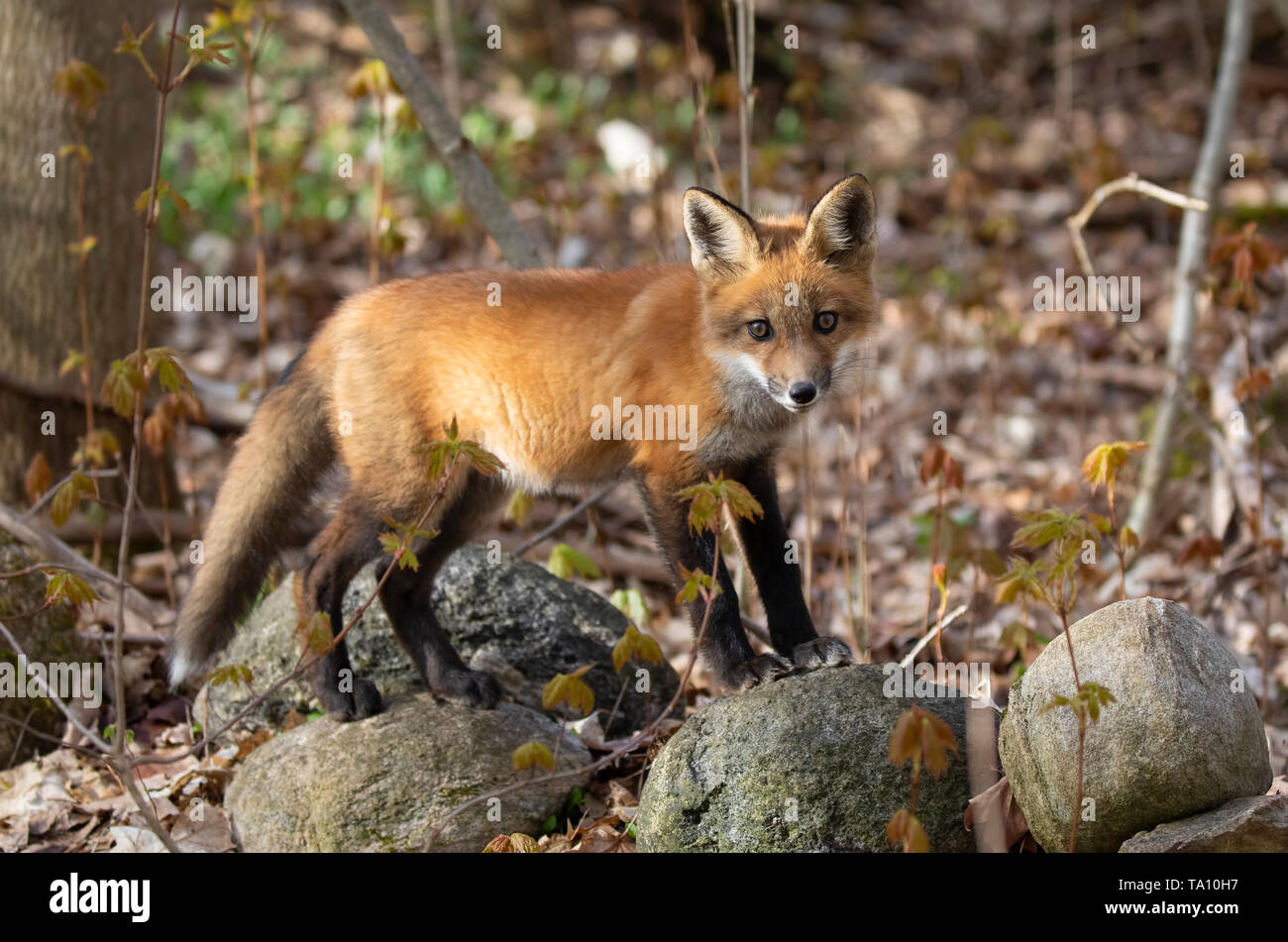 Roches de renard Banque de photographies et d’images à haute résolution — free download