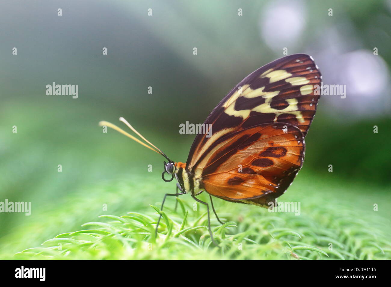 Tiger longwing papillon sur une branche d'arbre ; effet de lentille brouillard donne à la photo une lueur mystique Banque D'Images